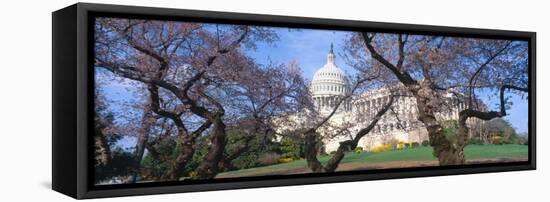 Us Capitol Building and Cherry Blossoms, Washington Dc-null-Framed Stretched Canvas
