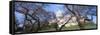 Us Capitol Building and Cherry Blossoms, Washington Dc-null-Framed Stretched Canvas