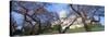 Us Capitol Building and Cherry Blossoms, Washington Dc-null-Stretched Canvas