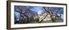 Us Capitol Building and Cherry Blossoms, Washington Dc-null-Framed Photographic Print