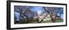 Us Capitol Building and Cherry Blossoms, Washington Dc-null-Framed Photographic Print