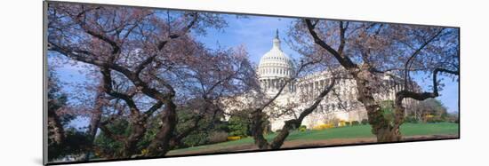 Us Capitol Building and Cherry Blossoms, Washington Dc-null-Mounted Photographic Print
