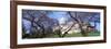 Us Capitol Building and Cherry Blossoms, Washington Dc-null-Framed Photographic Print