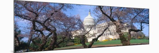 Us Capitol Building and Cherry Blossoms, Washington Dc-null-Mounted Photographic Print
