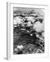 US Dive Bombers-null-Framed Photographic Print