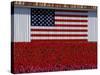 US Flag on Barn and Tulip Field, Skagit Valley, Washington, USA-William Sutton-Stretched Canvas