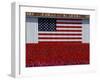 US Flag on Barn and Tulip Field, Skagit Valley, Washington, USA-William Sutton-Framed Photographic Print