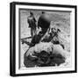 US Marine Jesse Goin Carrying His Dog Towards the Front During the Fighting on Kwajalein-George Strock-Framed Photographic Print