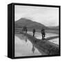 US Marines Move Along Rice Paddy Dikes in Pursuit of Viet Cong, Dec. 1965-null-Framed Stretched Canvas