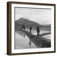 US Marines Move Along Rice Paddy Dikes in Pursuit of Viet Cong, Dec. 1965-null-Framed Photo