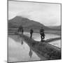 US Marines Move Along Rice Paddy Dikes in Pursuit of Viet Cong, Dec. 1965-null-Mounted Photo
