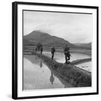 US Marines Move Along Rice Paddy Dikes in Pursuit of Viet Cong, Dec. 1965-null-Framed Photo