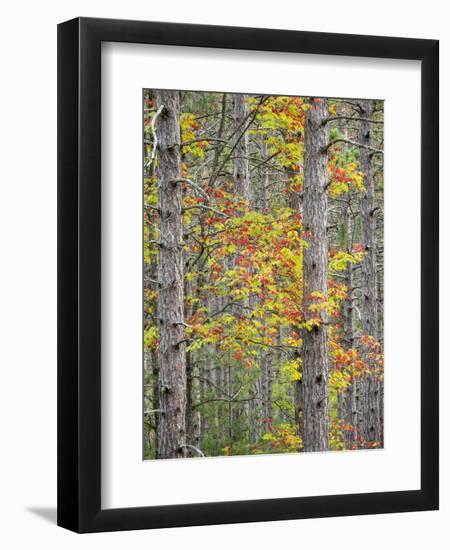 US, Michigan, Upper Peninsula. Fall foliage and pine trees in the forest.-Julie Eggers-Framed Photographic Print