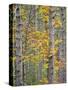 US, Michigan, Upper Peninsula. Fall foliage and pine trees in the forest.-Julie Eggers-Stretched Canvas