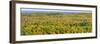 US, Michigan, Upper Peninsula. Panorama view of Porcupine Mountains Wilderness State Park-Julie Eggers-Framed Photographic Print