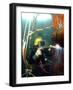 US Navy Diver-Stocktrek Images-Framed Photographic Print