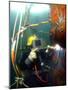 US Navy Diver-Stocktrek Images-Mounted Photographic Print