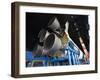 Us Space and Rocket Center, Saturn V Rocket, Huntsville, Alabama, USA-Walter Bibikow-Framed Photographic Print