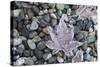 US, WA, Bainbridge Island. Frost patterns on vegetation.-Trish Drury-Stretched Canvas