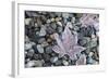 US, WA, Bainbridge Island. Frost patterns on vegetation.-Trish Drury-Framed Photographic Print