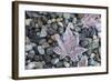 US, WA, Bainbridge Island. Frost patterns on vegetation.-Trish Drury-Framed Photographic Print