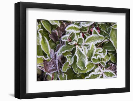 US, WA, Bainbridge Island. Frost patterns on vegetation.-Trish Drury-Framed Photographic Print