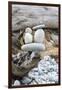 Us, Wa, Dungeness Spit. Rock Cairns on Driftwood-Trish Drury-Framed Photographic Print