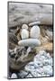 Us, Wa, Dungeness Spit. Rock Cairns on Driftwood-Trish Drury-Mounted Photographic Print