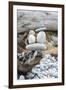 Us, Wa, Dungeness Spit. Rock Cairns on Driftwood-Trish Drury-Framed Photographic Print