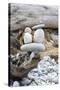 Us, Wa, Dungeness Spit. Rock Cairns on Driftwood-Trish Drury-Stretched Canvas