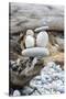 Us, Wa, Dungeness Spit. Rock Cairns on Driftwood-Trish Drury-Stretched Canvas