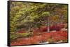 USA, Acadia National Park, Maine. Red blueberry bushes along drive.-Joanne Wells-Framed Stretched Canvas