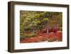 USA, Acadia National Park, Maine. Red blueberry bushes along drive.-Joanne Wells-Framed Photographic Print