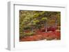 USA, Acadia National Park, Maine. Red blueberry bushes along drive.-Joanne Wells-Framed Photographic Print