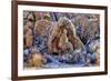 USA, Alabama Hills, California. Long Pine-Joe Restuccia III-Framed Premium Photographic Print