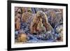 USA, Alabama Hills, California. Long Pine-Joe Restuccia III-Framed Premium Photographic Print