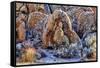 USA, Alabama Hills, California. Long Pine-Joe Restuccia III-Framed Stretched Canvas