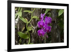 USA, Alabama, Mobile, Conservatory Flowers, Orchid-Bernard Friel-Framed Premium Photographic Print