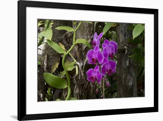 USA, Alabama, Mobile, Conservatory Flowers, Orchid-Bernard Friel-Framed Premium Photographic Print