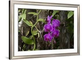 USA, Alabama, Mobile, Conservatory Flowers, Orchid-Bernard Friel-Framed Premium Photographic Print