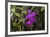 USA, Alabama, Mobile, Conservatory Flowers, Orchid-Bernard Friel-Framed Premium Photographic Print