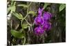 USA, Alabama, Mobile, Conservatory Flowers, Orchid-Bernard Friel-Mounted Premium Photographic Print