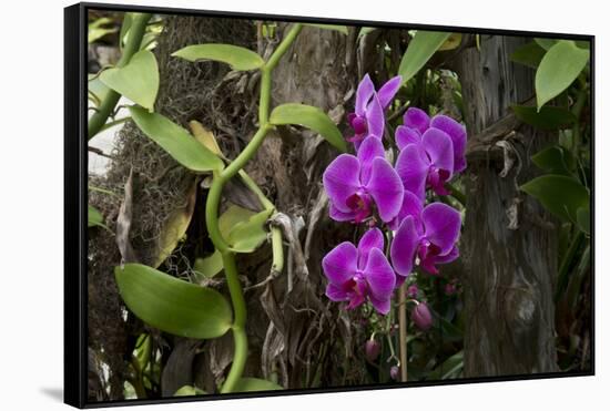 USA, Alabama, Mobile, Conservatory Flowers, Orchid-Bernard Friel-Framed Stretched Canvas