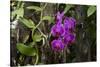 USA, Alabama, Mobile, Conservatory Flowers, Orchid-Bernard Friel-Stretched Canvas