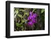 USA, Alabama, Mobile, Conservatory Flowers, Orchid-Bernard Friel-Framed Premium Photographic Print