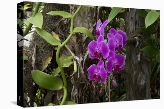 USA, Alabama, Mobile, Conservatory Flowers, Orchid-Bernard Friel-Stretched Canvas