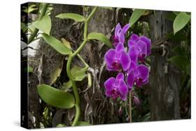 USA, Alabama, Mobile, Conservatory Flowers, Orchid-Bernard Friel-Stretched Canvas