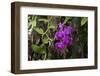 USA, Alabama, Mobile, Conservatory Flowers, Orchid-Bernard Friel-Framed Photographic Print