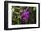 USA, Alabama, Mobile, Conservatory Flowers, Orchid-Bernard Friel-Framed Photographic Print