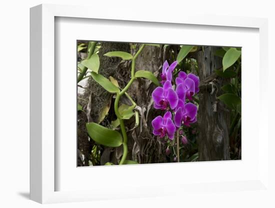 USA, Alabama, Mobile, Conservatory Flowers, Orchid-Bernard Friel-Framed Photographic Print